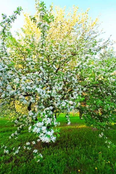 Kwiatów jabłoni przez błękitne niebo w parku — Zdjęcie stockowe