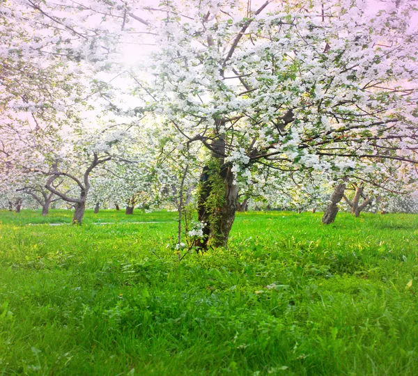 Pommiers floraux sur le ciel bleu dans le parc de printemps — Photo