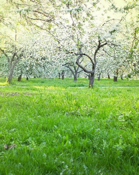 Virágos almafák alatt kék ég, a spring park — Stock Fotó