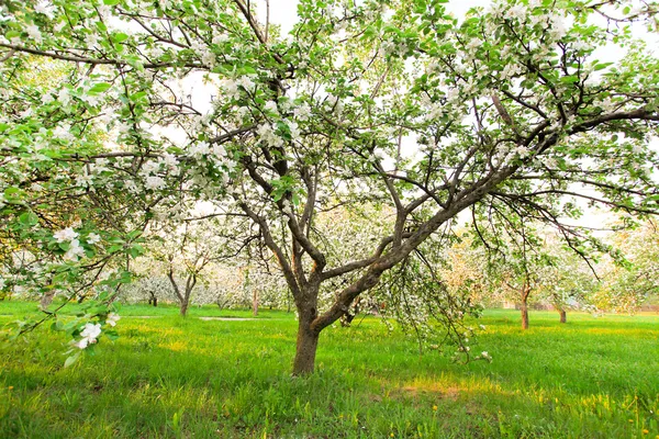 Floral appelbomen over blauwe hemel in de lente park — Stockfoto