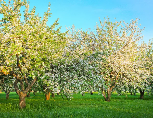 Blühende Apfelbäume über blauem Himmel im Frühlingspark — Stockfoto