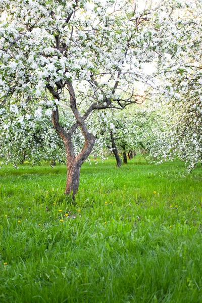 Floraison des pommiers et des arbres fruitiers — Photo