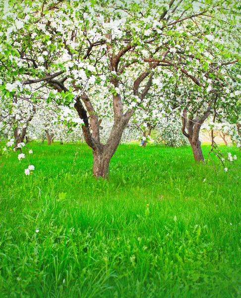 Άνθιση του μήλο και οπωροφόρα δέντρα — Φωτογραφία Αρχείου