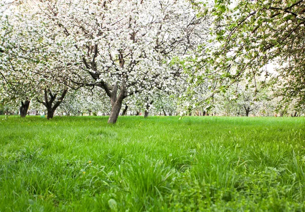 Blütezeit der Apfel- und Obstbäume — Stockfoto