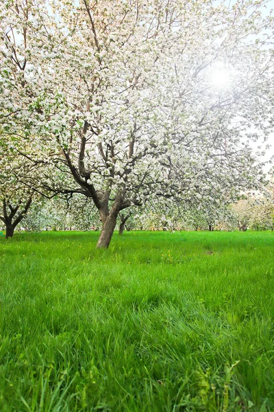 Floração de macieiras e árvores de fruto — Fotografia de Stock