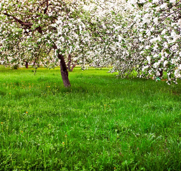 Virágzó alma- és gyümölcsfák — Stock Fotó