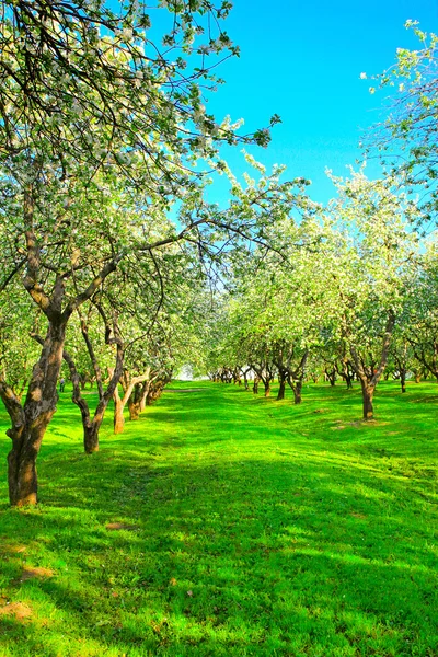 Цветущие яблони и фруктовые деревья — стоковое фото