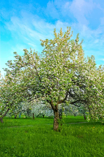 Bloei van apple en fruitbomen — Stockfoto