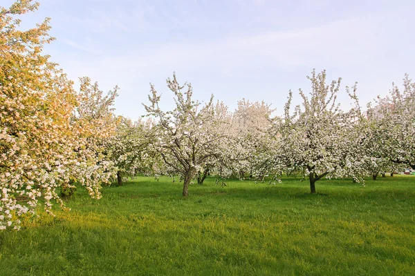Цветущие яблони и фруктовые деревья — стоковое фото
