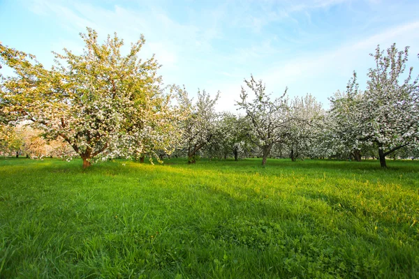 Beautiful blooming of apple and fruit trees — Stock Photo, Image