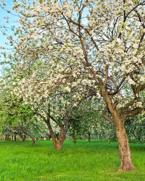 Bela floração de macieiras e árvores frutíferas — Fotografia de Stock