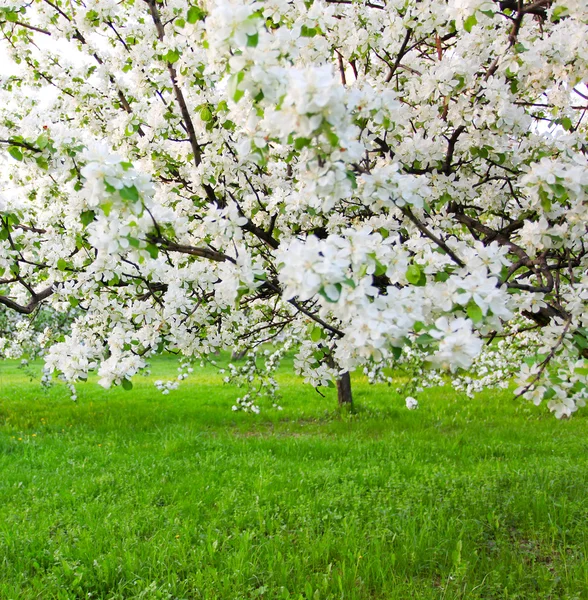 Blooming apple trees over shiny blue sky in spring park — Stock Photo, Image