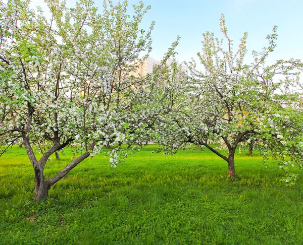 Belle floraison de pommiers et d'arbres fruitiers — Photo