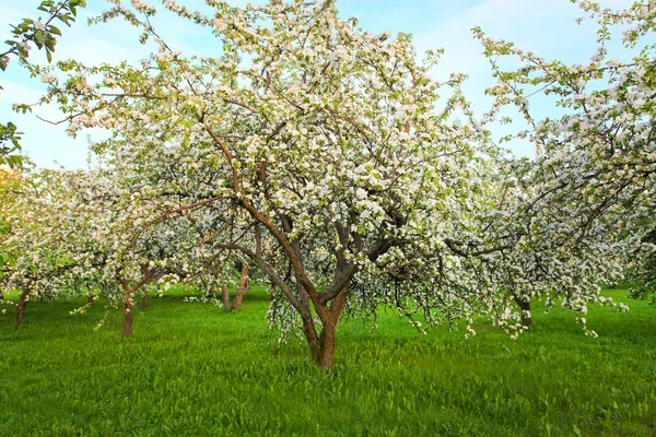 Blooming apple trees over shiny blue sky in spring park — Stock Photo, Image