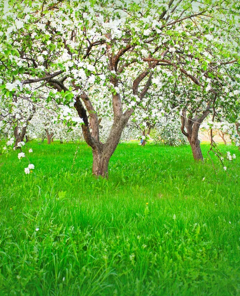 Blooming of apple and fruit trees — Stock Image Blooming of apple and fruit trees Stock Picture
