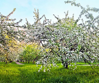 Elma ve meyve ağaçlarının çiçeklenme