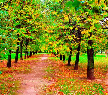 güneşli bir gün, perspektif vanishi güzel renkli sonbahar park