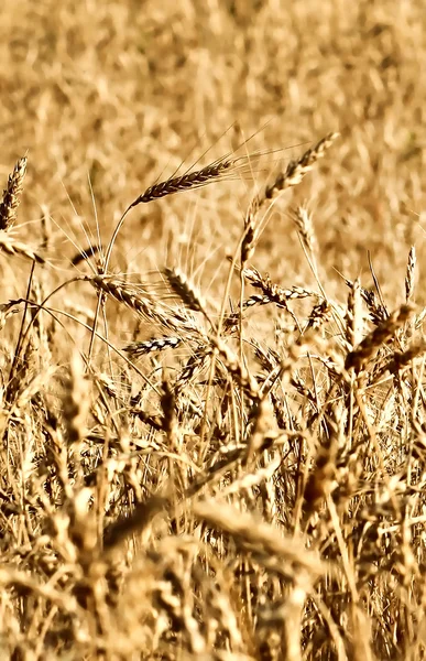 Weizenfeld — Stockfoto