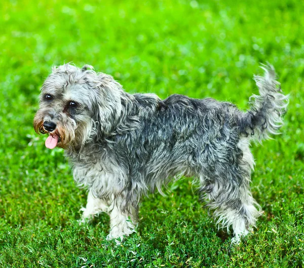 Portret van actieve mini schnauzer in de natuur — Stockfoto