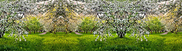 Beautiful blooming of apple and fruit trees