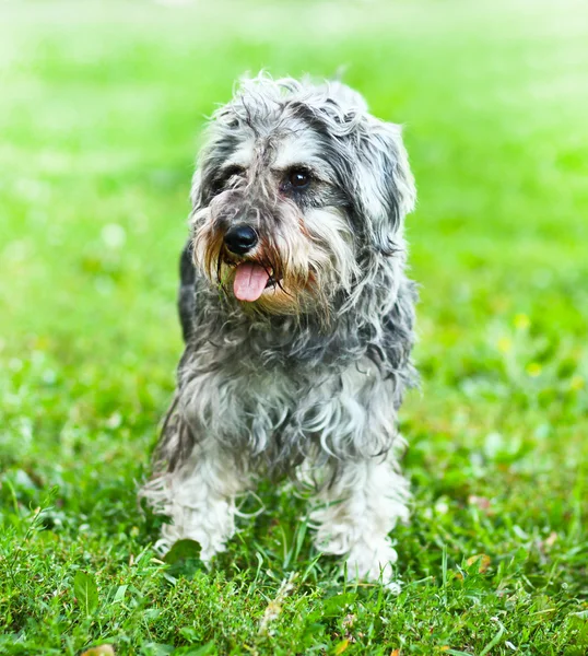 Portret van actieve mini schnauzer in de natuur — Stockfoto