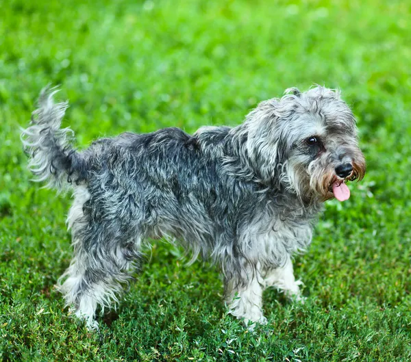 Porträtt av aktiv mini schnauzer i naturen — Stockfoto