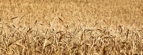 Ripening ears of wheat field — Stock Photo, Image