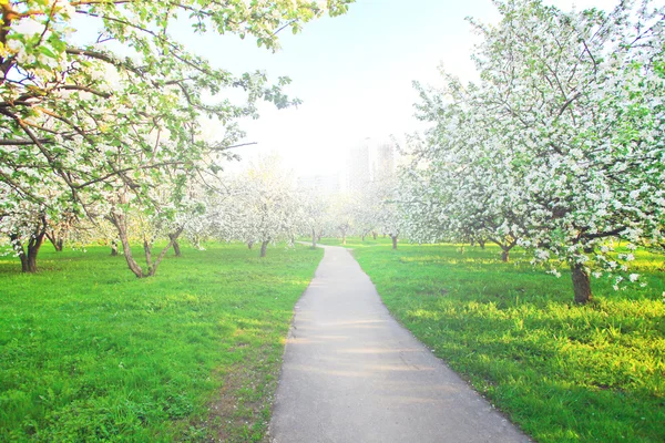 Szép virágzó dekoratív, fehér apple és gyümölcsfák színes élénk tavaszi park tele van zöld fű-ragyogó kék ég alatt a dawn korai fény a nap első sugarai, tündér a természet szívében — Stock Fotó