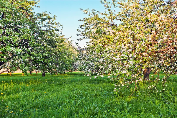 Красиве цвітіння декоративних білих яблунь і фруктових дерев над яскраво-синім небом в барвистому яскравому весняному парку, повний зеленої трави на світанку раннього світла з першими сонячними променями, феєричне серце природи — стокове фото