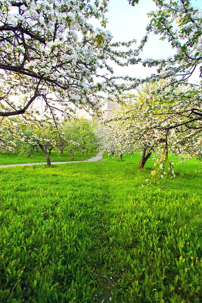 Güzel Şafak sökerken mavi gökyüzünde parlak renkli canlı Bahar park yeşil çim tam üzerinde dekoratif beyaz elma ve meyve ağaçlarının Çiçeklenme erken ışık ile ilk güneş ışınları, doğanın kalbinde peri — Stok fotoğraf