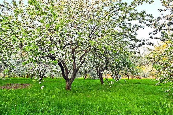 Beautiful blooming of decorative white apple and fruit trees over bright blue sky in colorful vivid spring park full of green grass by dawn early light with first sun rays, fairy heart of nature — Stock Photo, Image