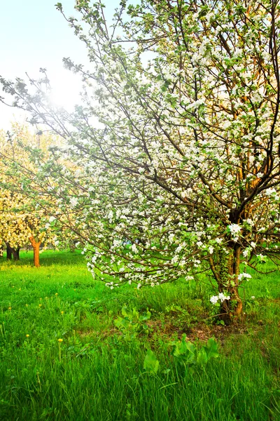 Krásné kvetoucí dekorativní bílé apple a ovocné stromy na jasně modré obloze v barevné živé jaro park plný zelené trávy svítání v šeru s první sluneční paprsky, víla srdce přírody — Stock fotografie