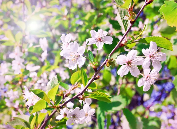 Beautiful blooming of decorative white apple and fruit trees — Stock Photo, Image