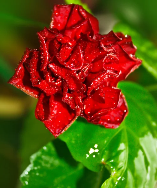 Hermosa vista de cerca a la rosa roja con rocío entre el follaje de hierba verde —  Fotos de Stock