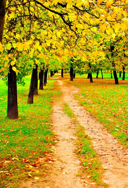 Schöner bunter Herbstpark bei sonnigem Tag, Perspektive verschwindet — Stockfoto