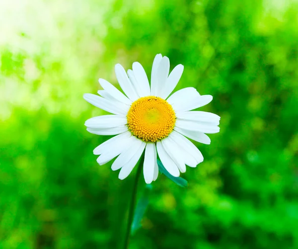 Close-up van kamille bloem — Stockfoto