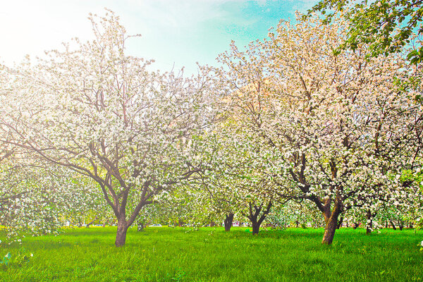 Прекрасный цветок декоративных белых яблонь и фруктовых деревьев над ярким голубым небом в красочном ярком весеннем парке, полном зеленой травы на рассвете раннего света с первыми солнечными лучами, волшебное сердце природы
