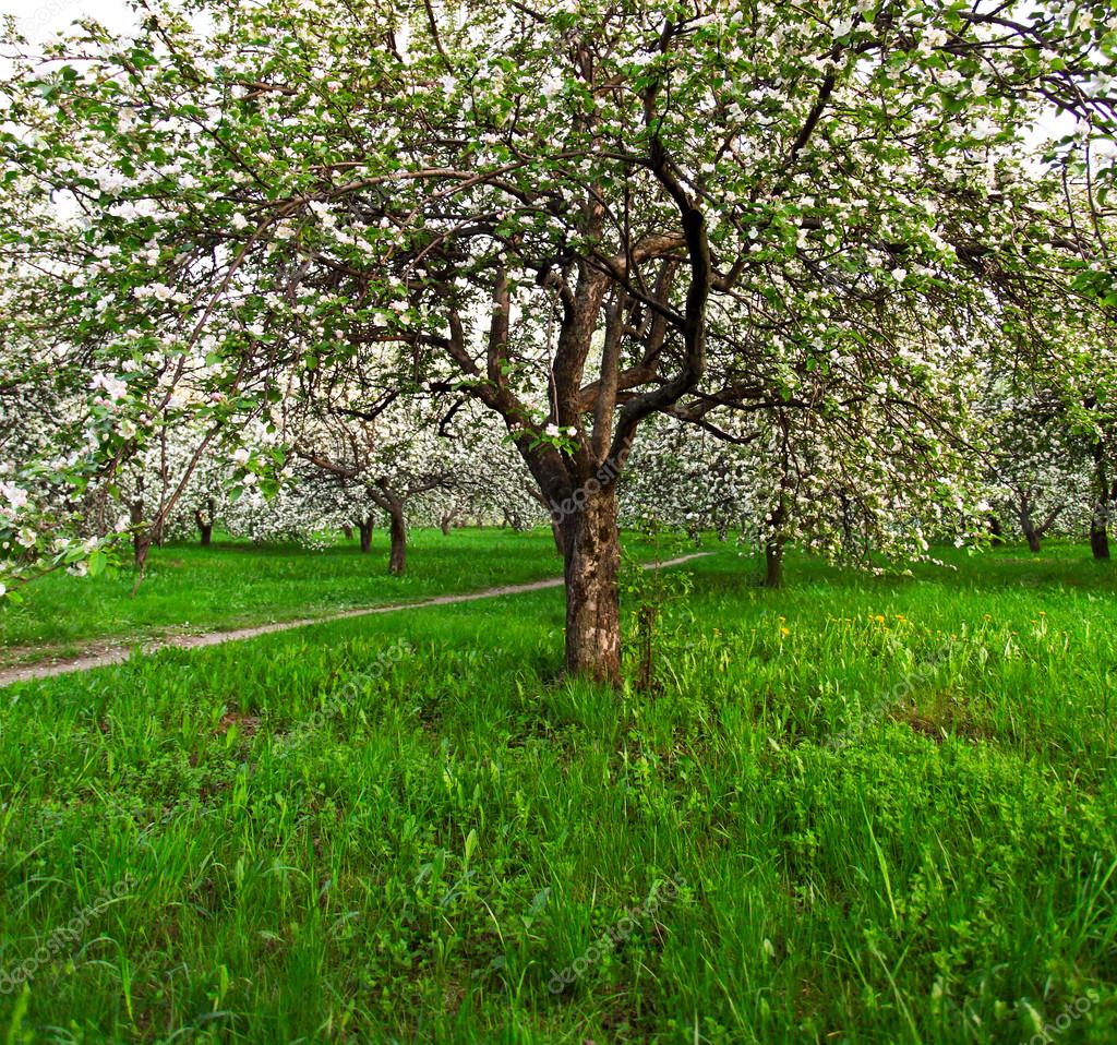 Bella fioritura del decorativi bianchi apple e alberi da frutto sul cielo blu luminoso in parco primavera vivido colorato pieno di erba verde di luce