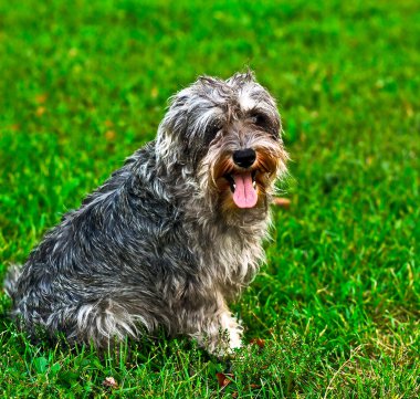 Funny active mini schnauzer in nature