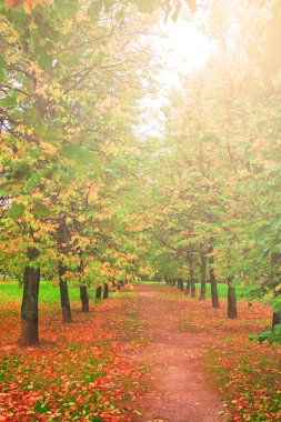 güneşli bir gün, perspektif vanishi güzel renkli sonbahar park