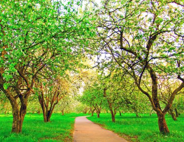 güzel Şafak sökerken mavi gökyüzünde parlak renkli canlı Bahar park yeşil çim tam üzerinde dekoratif beyaz elma ve meyve ağaçlarının Çiçeklenme erken ışık ile ilk güneş ışınları, doğanın kalbinde peri