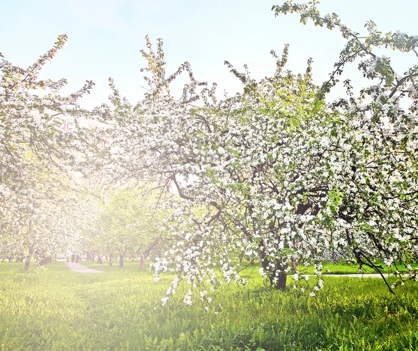 Güzel Şafak sökerken mavi gökyüzünde parlak renkli canlı Bahar park yeşil çim tam üzerinde dekoratif beyaz elma ve meyve ağaçlarının Çiçeklenme erken ışık ile ilk güneş ışınları, doğanın kalbinde peri — Stok fotoğraf