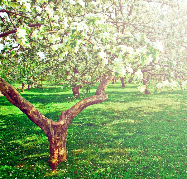 Szép virágzó dekoratív, fehér apple és gyümölcsfák színes élénk tavaszi park tele van zöld fű-ragyogó kék ég alatt a dawn korai fény a nap első sugarai, tündér a természet szívében — Stock Fotó