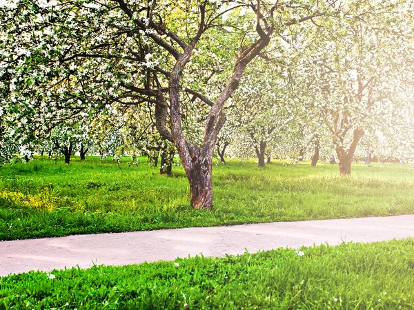 Beautiful blooming of decorative white apple and fruit trees over bright blue sky in colorful vivid spring park full of green grass by dawn early light with first sun rays, fairy heart of nature — Stock Photo, Image