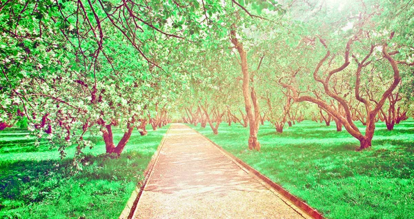 Güzel Şafak sökerken mavi gökyüzünde parlak renkli canlı Bahar park yeşil çim tam üzerinde dekoratif beyaz elma ve meyve ağaçlarının Çiçeklenme erken ışık ile ilk güneş ışınları, doğanın kalbinde peri — Stok fotoğraf