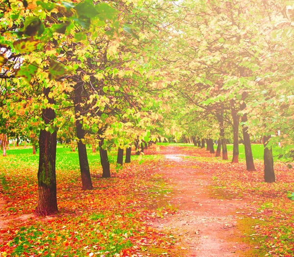 Όμορφο πολύχρωμο φθινόπωρο πάρκο στην ηλιόλουστη μέρα, προοπτική vanishi — Φωτογραφία Αρχείου