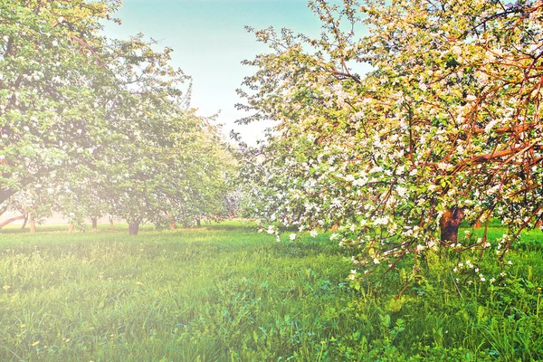 Beautiful blooming of decorative white apple and fruit trees over bright blue sky in colorful vivid spring park full of green grass by dawn early light with first sun rays, fairy heart of nature — Stock Photo, Image