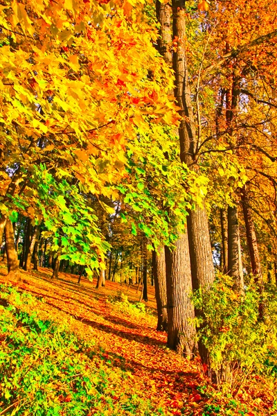 Schöner bunter Herbstpark bei sonnigem Tag, Perspektive verschwindet — Stockfoto