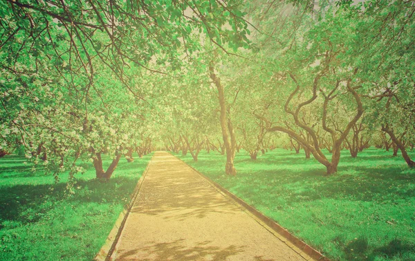 Bella fioritura di decorativi meli bianchi e alberi da frutto sopra il cielo blu brillante nel colorato vivido parco primaverile pieno di erba verde entro l'alba luce precoce con i primi raggi del sole, cuore fatato della natura — Foto Stock