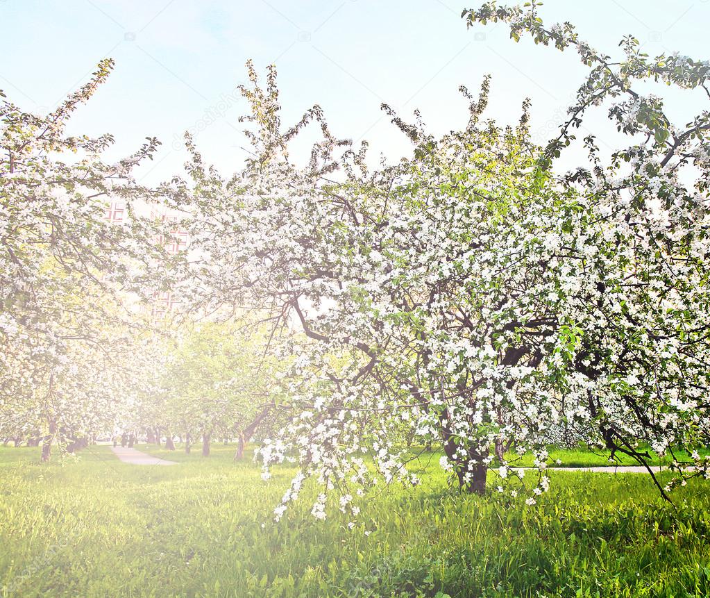 Bella fioritura del decorativi bianchi apple e alberi da frutto sul cielo blu luminoso in parco primavera vivido colorato pieno di erba verde di luce